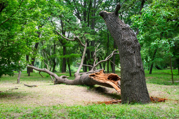  East Kapolei, HI Tree Services Pros